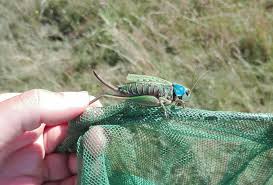 Attēlu rezultāti vaicājumam “Decticus verrucivorus”