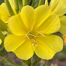Attēlu rezultāti vaicājumam “Oenothera biennis bud”