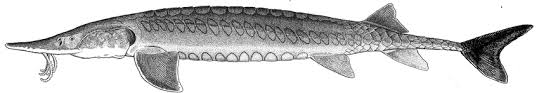 Image result for Scaphirhynchus platorynchus