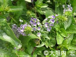 Attēlu rezultāti vaicājumam “Veronica anagallis-aquatica”