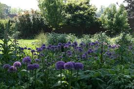 Attēlu rezultāti vaicājumam “Allium holandicum”