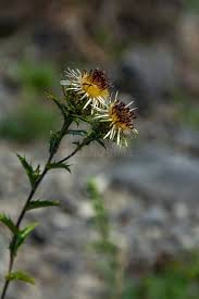 Attēlu rezultāti vaicājumam “Carlina biebersteinii fruit”