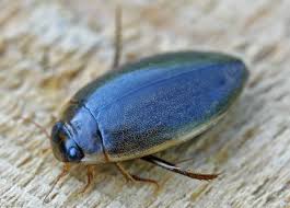 Attēlu rezultāti vaicājumam “Rhantus frontalis”