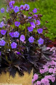 Image result for Geranium pratense