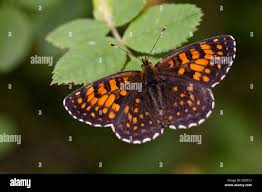 Attēlu rezultāti vaicājumam “Melitaea diamina underside”