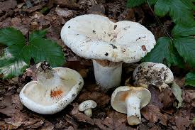 Attēlu rezultāti vaicājumam “Lactarius bertillonii”