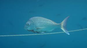 Image result for Pagrus auratus