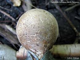 Attēlu rezultāti vaicājumam “Piptoporus betulinus”