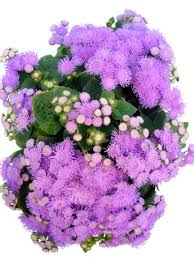 Image result for Leberbalsam