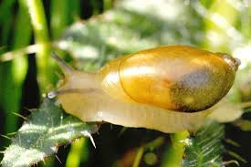 Attēlu rezultāti vaicājumam “Succinea”