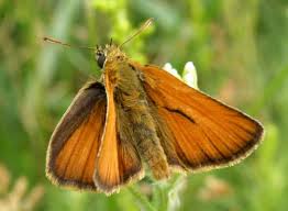 Attēlu rezultāti vaicājumam “Thymelicus sylvestris”