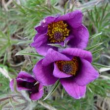 Attēlu rezultāti vaicājumam “Pulsatilla vulgaris flower”