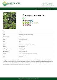 Attēlu rezultāti vaicājumam “Crataegus chlorosarca”