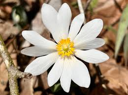 Attēlu rezultāti vaicājumam “Cribraria oregana stalked”