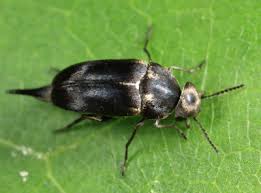 Attēlu rezultāti vaicājumam “Mordella sp.”