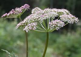 Attēlu rezultāti vaicājumam “Conioselinum tataricum”