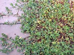 Attēlu rezultāti vaicājumam “Polygonum arenastrum leaf”