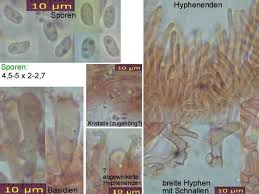 Attēlu rezultāti vaicājumam “Ceriporiopsis resinascens”