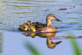 Attēlu rezultāti vaicājumam “Anas platyrhynchos juvenile”