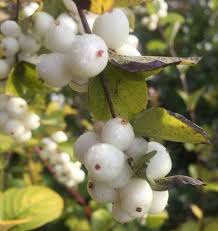 Attēlu rezultāti vaicājumam “Symphoricarpos albus fruit”
