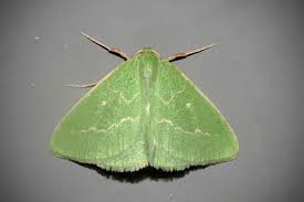 Attēlu rezultāti vaicājumam “Thetidia smaragdaria”