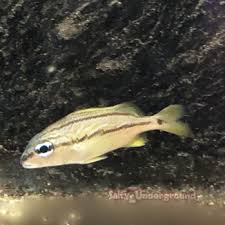 Image result for Haemulon flavolineatum