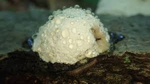 Attēlu rezultāti vaicājumam “Reticularia lycoperdon”
