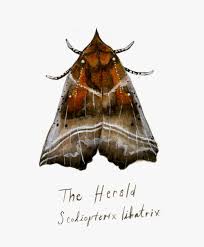 Attēlu rezultāti vaicājumam “Scoliopteryx libatrix”