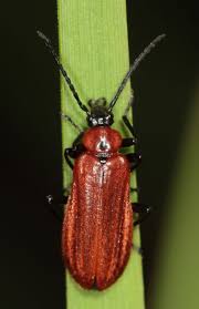 Attēlu rezultāti vaicājumam “Schizotus pectinicornis”