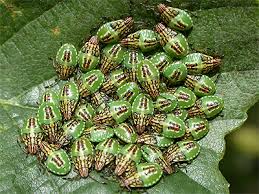 Attēlu rezultāti vaicājumam “Elasmucha grisea imago”