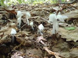 Image result for ギンリョウソウ