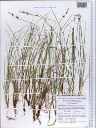 Attēlu rezultāti vaicājumam “Carex globularis”