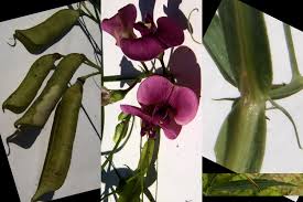 Attēlu rezultāti vaicājumam “Lathyrus sylvestris fruit”