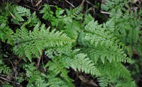 Attēlu rezultāti vaicājumam “Cystopteris fragilis”