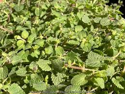 Attēlu rezultāti vaicājumam “Nepeta x faassenii leaf”