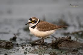 Attēlu rezultāti vaicājumam “Charadrius dubius adult”