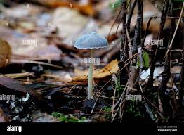Attēlu rezultāti vaicājumam “Mycena viscosa”