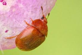 Attēlu rezultāti vaicājumam “Cychramus variegatus”