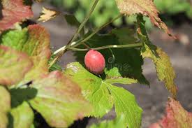 Attēlu rezultāti vaicājumam “Podophyllum hexandrum fruit”