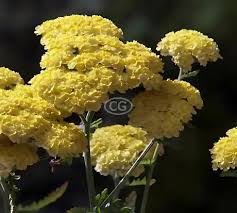 Image result for Achillea millefolium