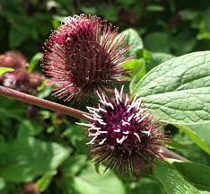 Attēlu rezultāti vaicājumam “Arctium lappa leaf”