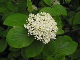 Attēlu rezultāti vaicājumam “Viburnum lantana  flower”