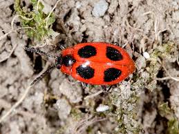 Attēlu rezultāti vaicājumam “Endomychus coccineus”