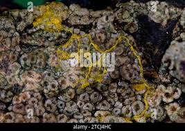 Attēlu rezultāti vaicājumam “Badhamia sp.”