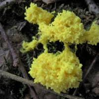 Attēlu rezultāti vaicājumam “Fuligo laevis”