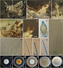 Attēlu rezultāti vaicājumam “Akanthomyces aculeatus”