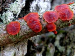 Attēlu rezultāti vaicājumam “Cytidia salicina”