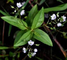 Attēlu rezultāti vaicājumam “Veronica anagallis-aquatica fruit”