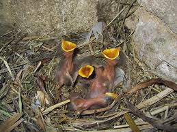 Attēlu rezultāti vaicājumam “Turdus merula nest”