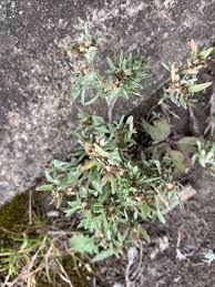 Attēlu rezultāti vaicājumam “Gnaphalium sylvaticum leaf”